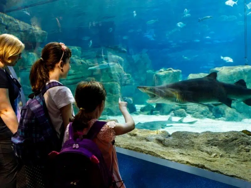 people watching a shark in an large aquarium tank
