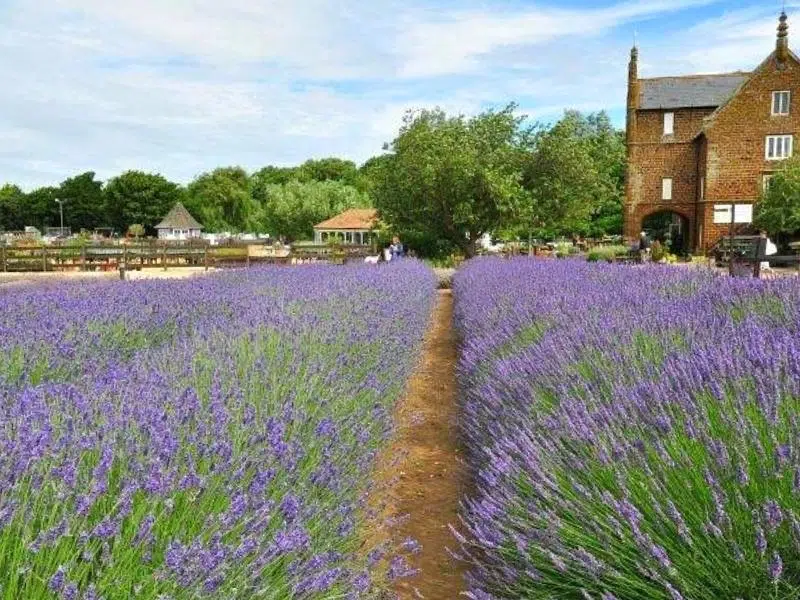 Orange earth path running through lavender field in bloom, to a red brick house and small trees