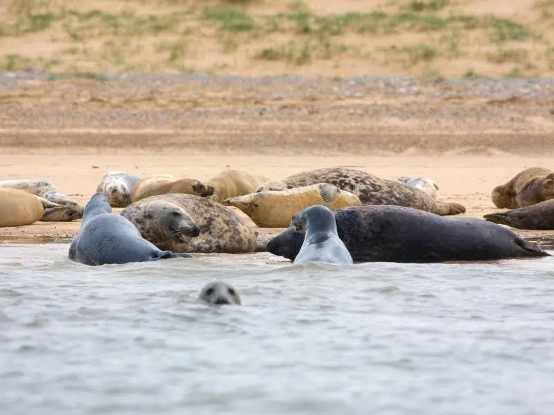 Great seals on a sandy beach with green plants and in the sea