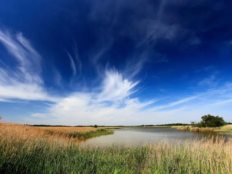 views across water and blue sky with reeds and trees