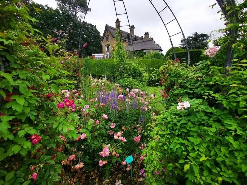 flowers and shrubs in front of thatched cottage