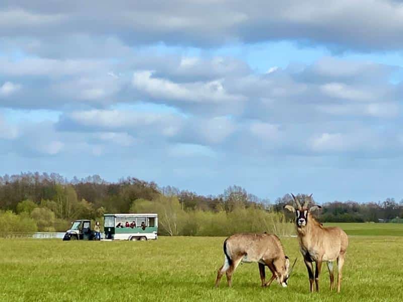 deer in a field with a viewing vehicle in the background