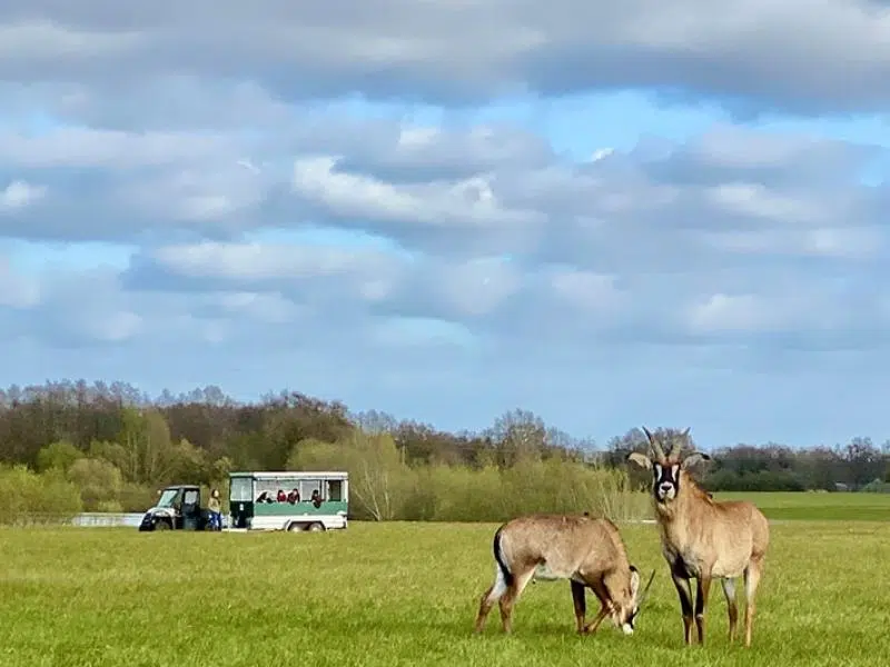 deer in a field with a viewing vehicle in the background