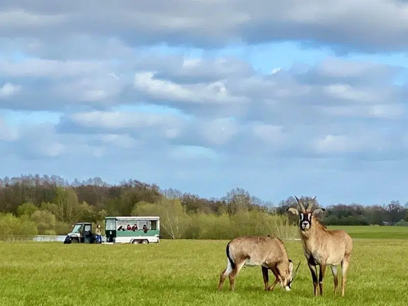 Two antelpoe in a field with a vehicle in the background