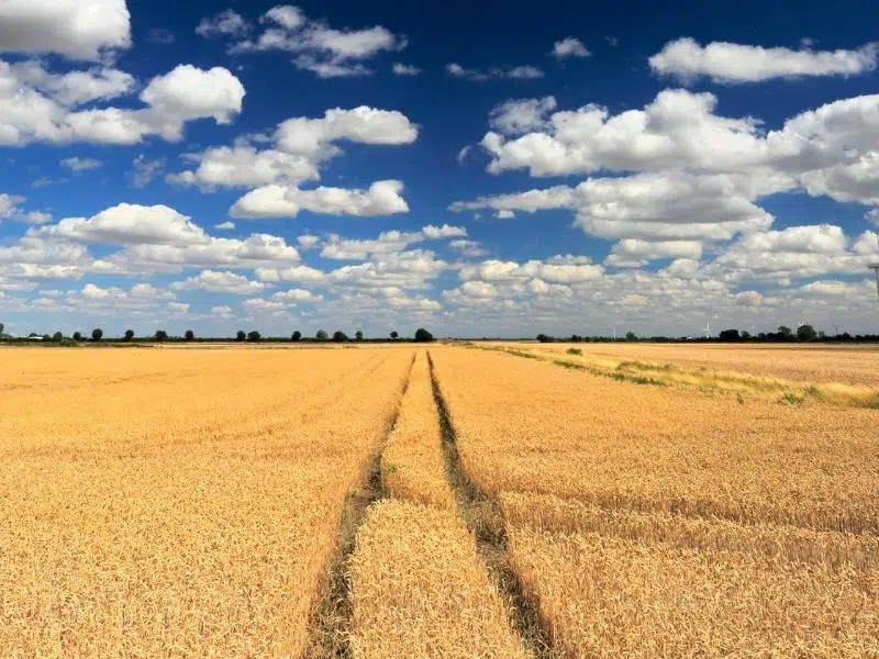 field of ripened wheat against a blue cloudy sky