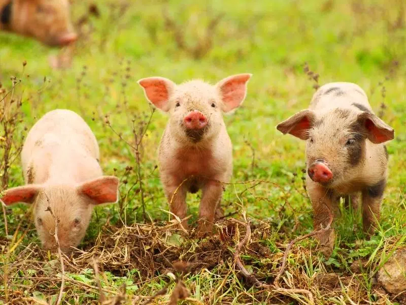 Piglets in a field