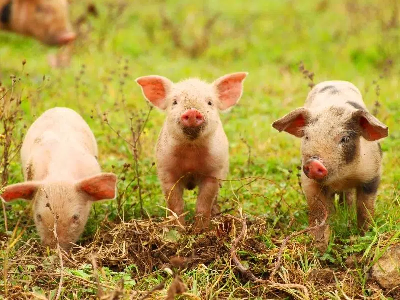 three piglets ina field