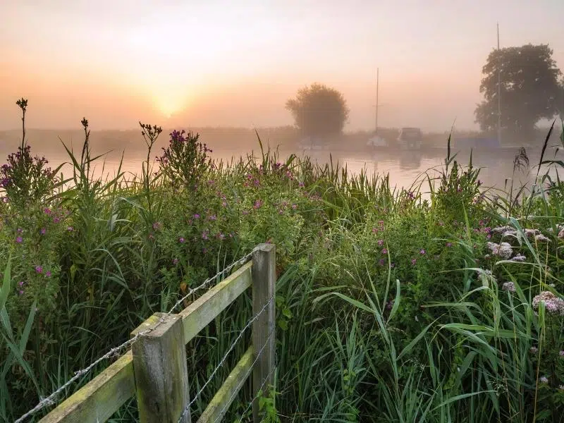 sailing boats moored on a misty river pictures through a lush green hedgerow 