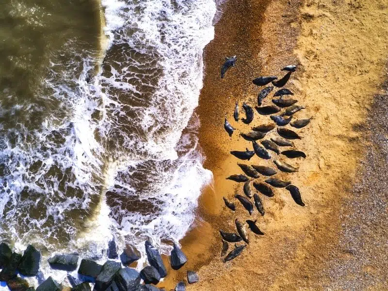 drone shot of atlantic grey seals by the surfon a shingle beach by black rocks