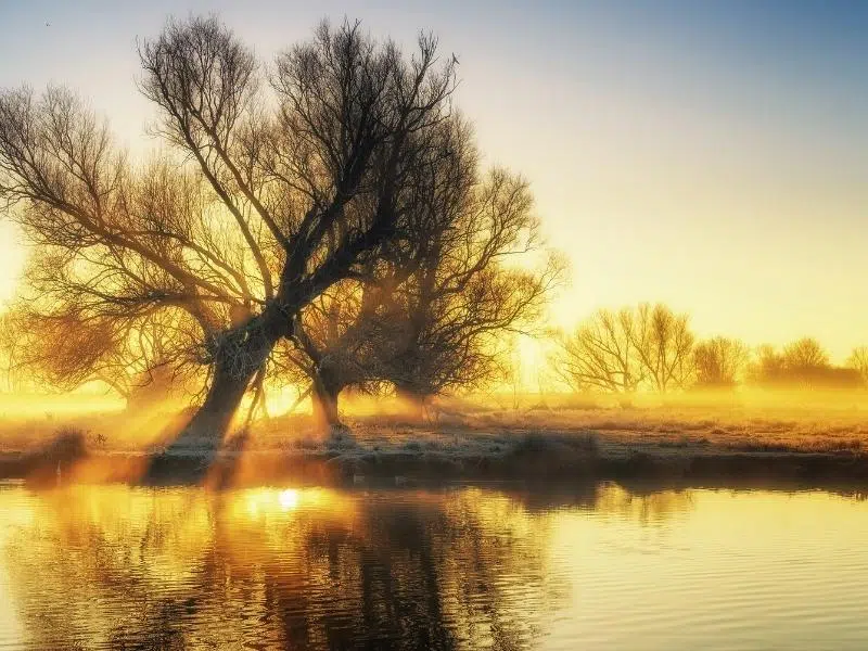 Tree in the mist on river bank with the morning sun shining through the brances onto the water