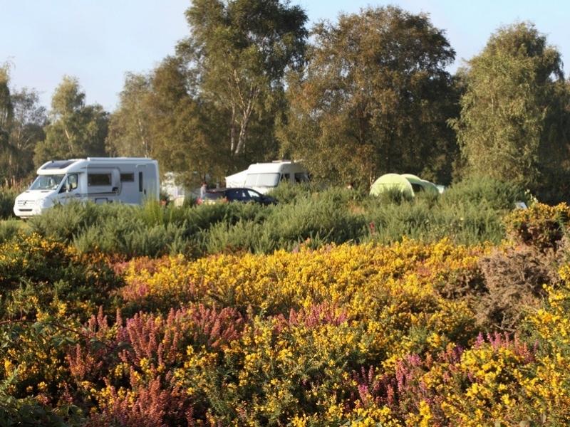 motorhomes camping on yellow and pink heathland with trees