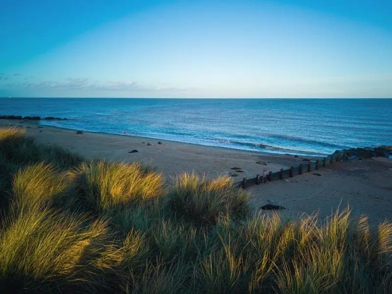 seals on Norfolk Coast at Horsey