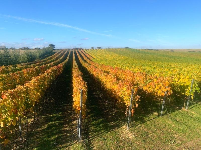 Grape vines growing in rows