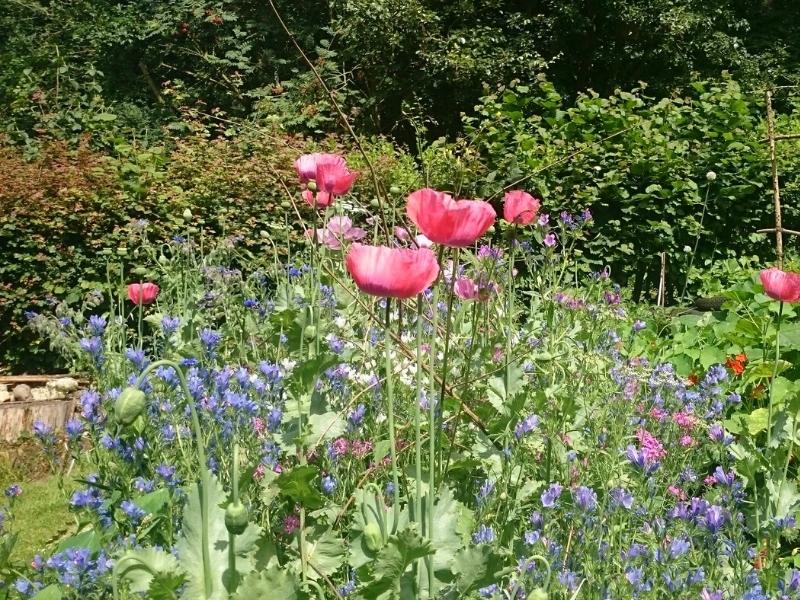 Pink poppoes and small purple flowers infront of a hedge