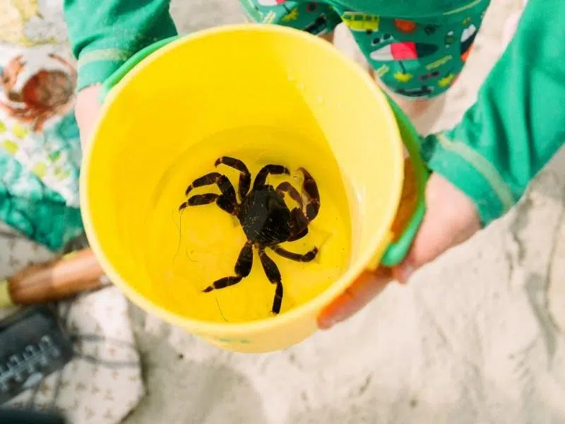 crabbing Cromer Norfolk