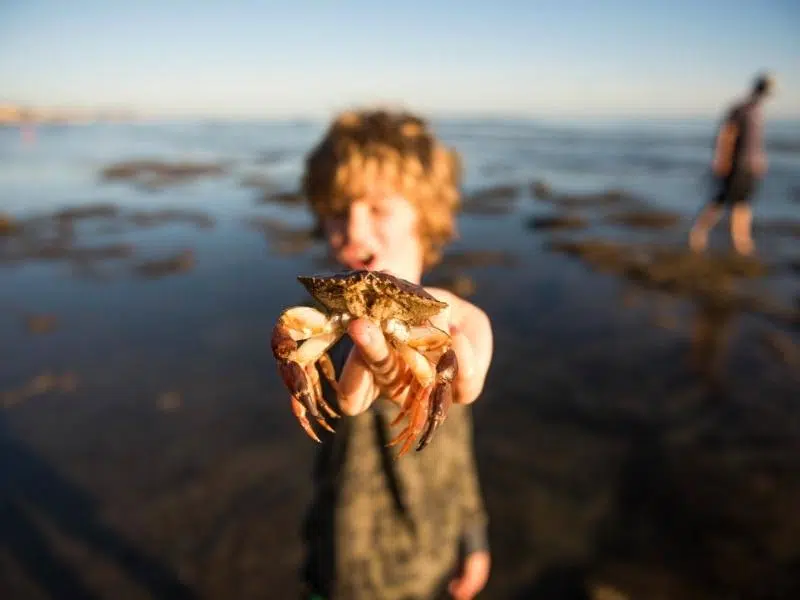 Crabbing in Cromer