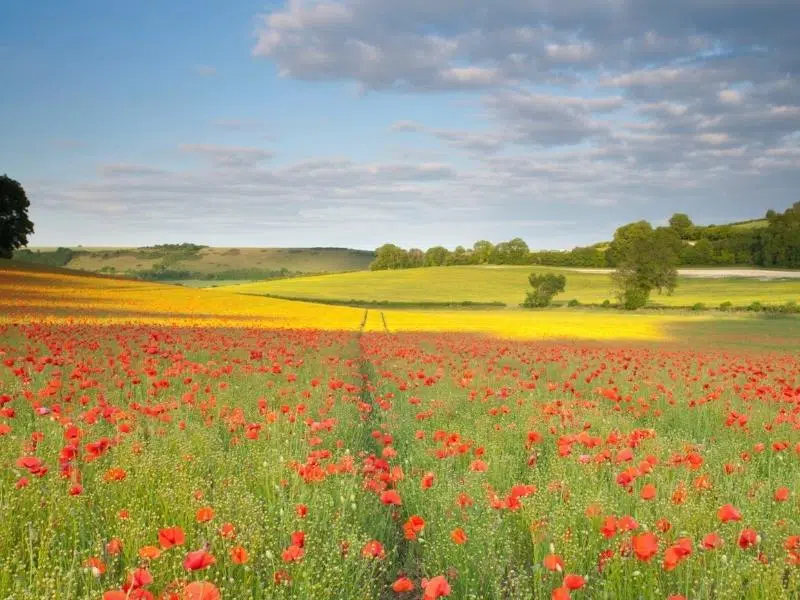 poppy fields in bloom