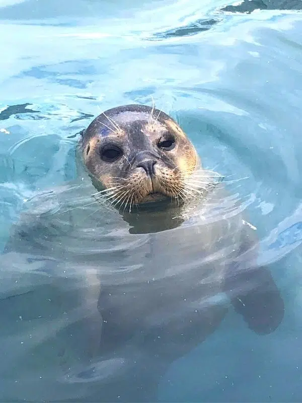 seal popping its head above water
