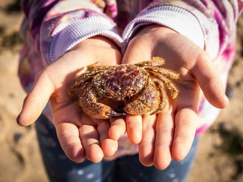 child holding a crab in their hands