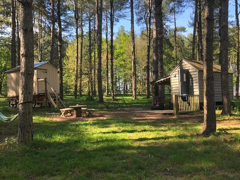 wooden cabins in a forest