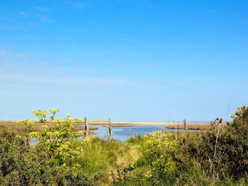 coastal vegeation with sea and sandbank views