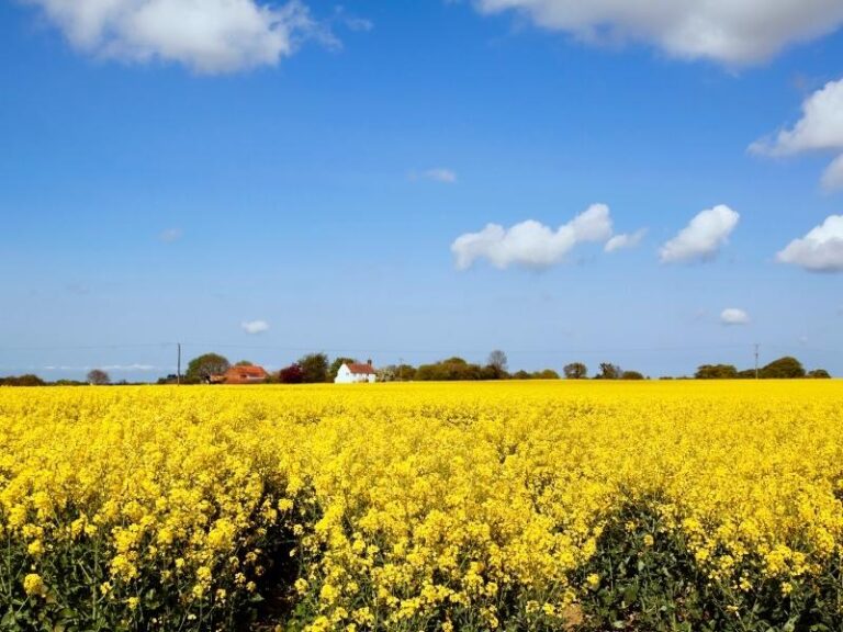 26 Norfolk Food & Drink You Must Try! Written by a Local