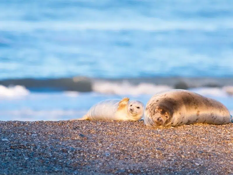 Norfolk seals winter