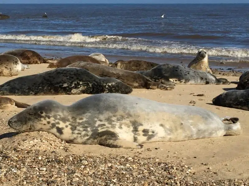 Norfolk coast seals basking at Winterton beach