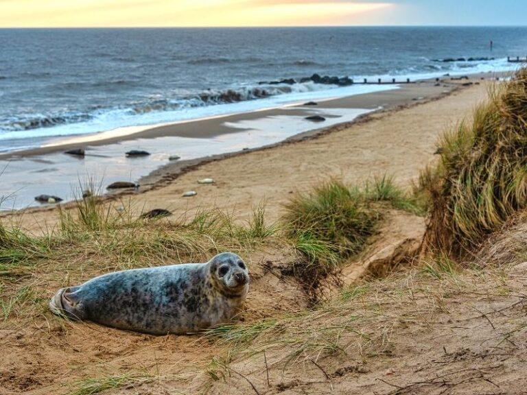 Seals in Norfolk Where & How to See Them Written by a Local