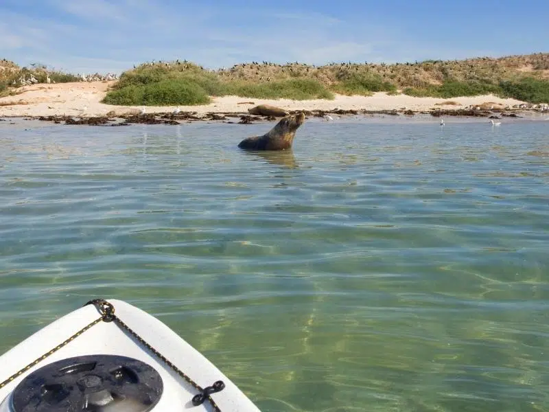 seals Norfolk Blakeney Point