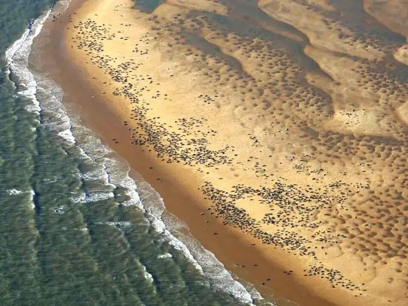 Seals ashore on Scroby Sands known as seal island Norfolk