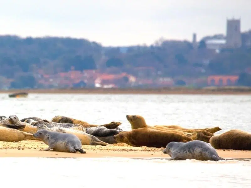 Seals in Norfolk