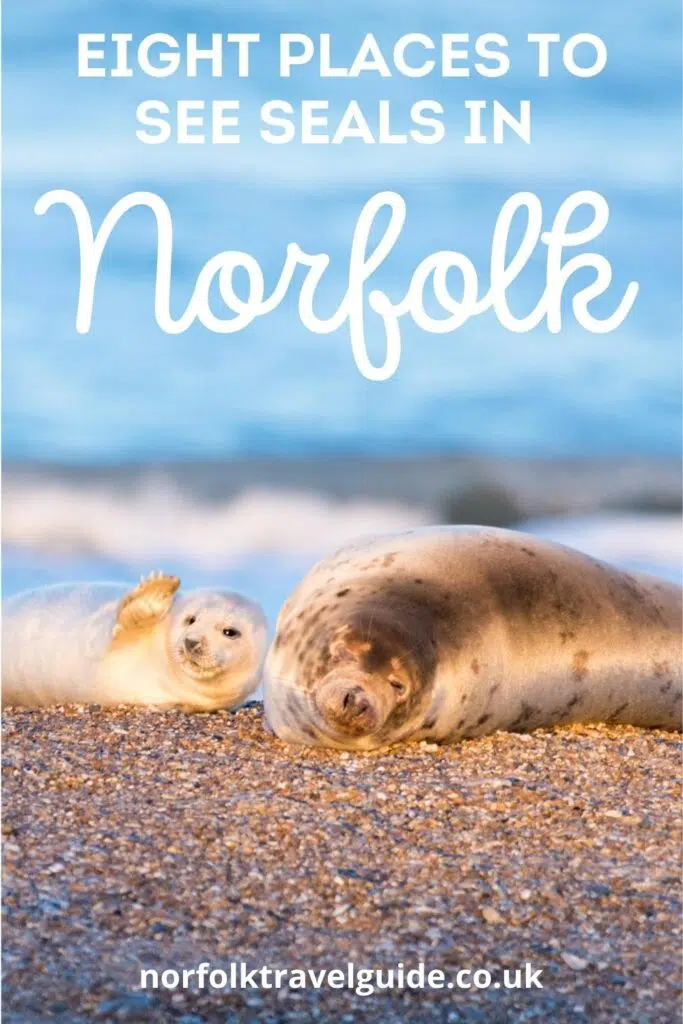 where to see seals in Norfolk