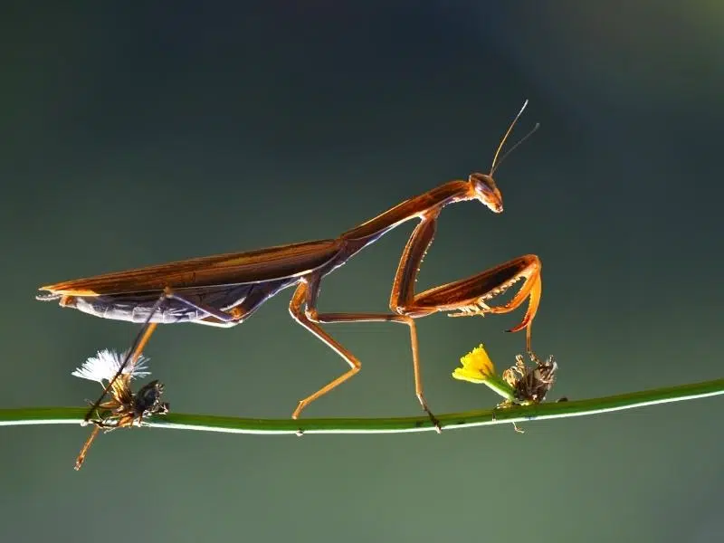 preying mantis perched on a stalk