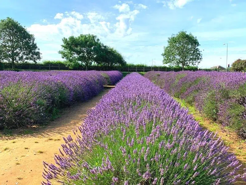 lavender fields Norfolk