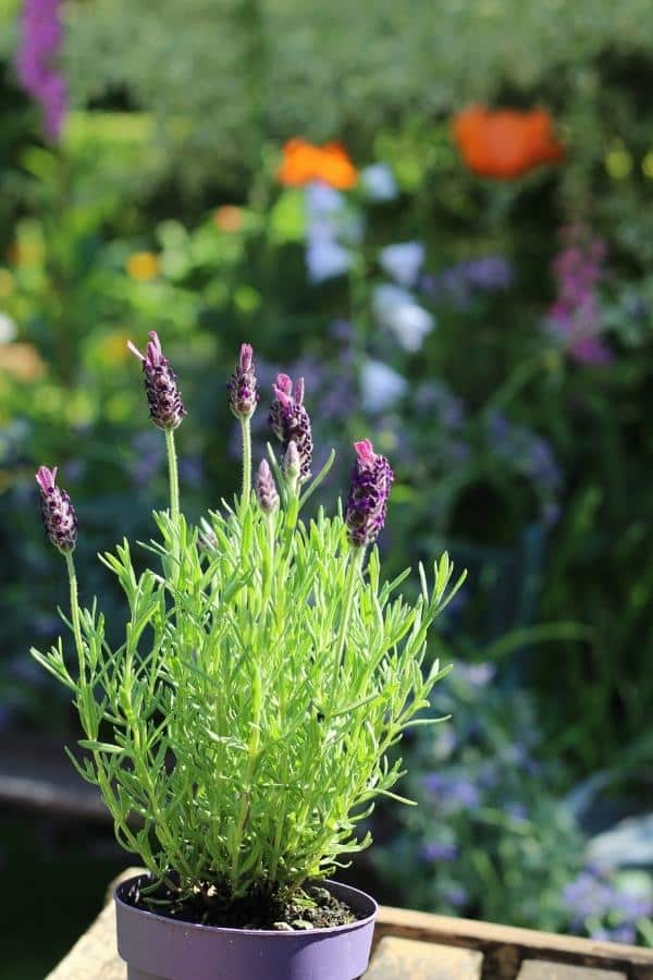French lavender in a pot