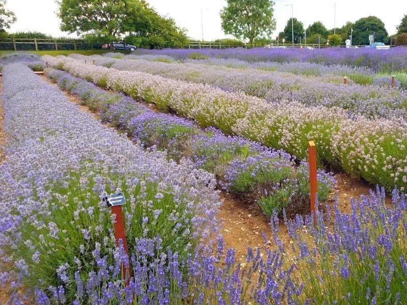 Hunstanton lavender