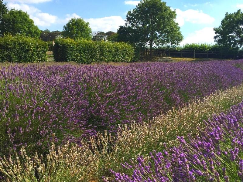 lavender fields in Norfolk
