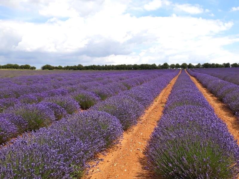 norfolk lavender fields