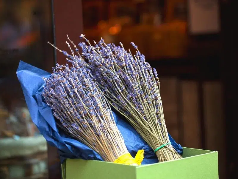 Norfolk lavender