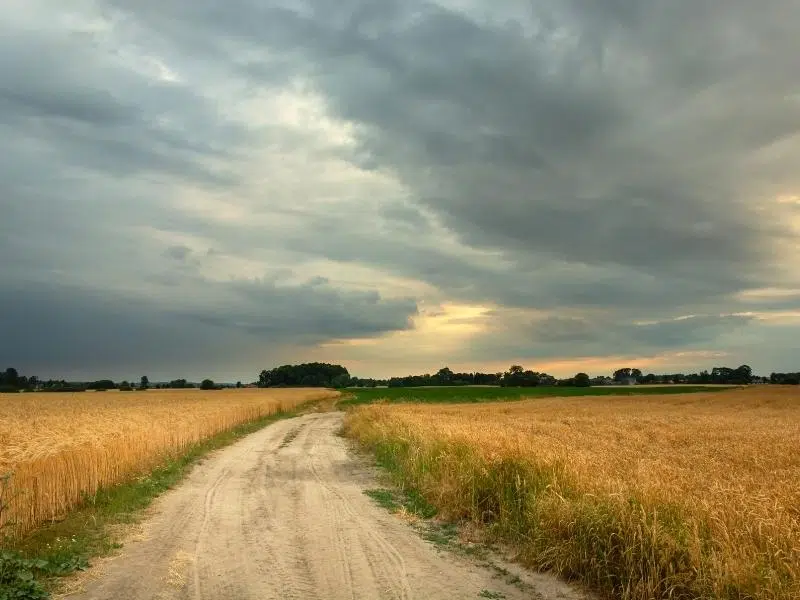 Boudicca way through fields of wheat with a stormy sky