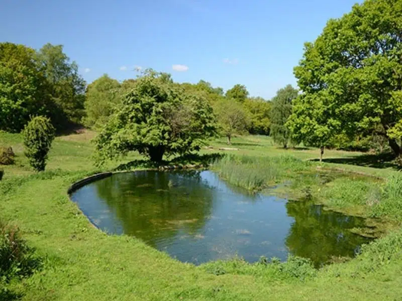 Small pond amid lush grass and trees