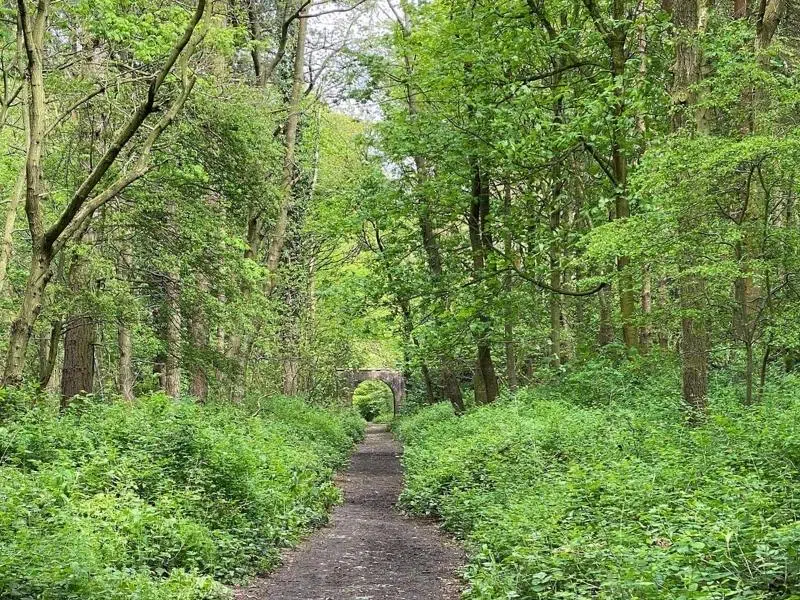 Track through green trees and low bushes with a small stone arch at the end of the track