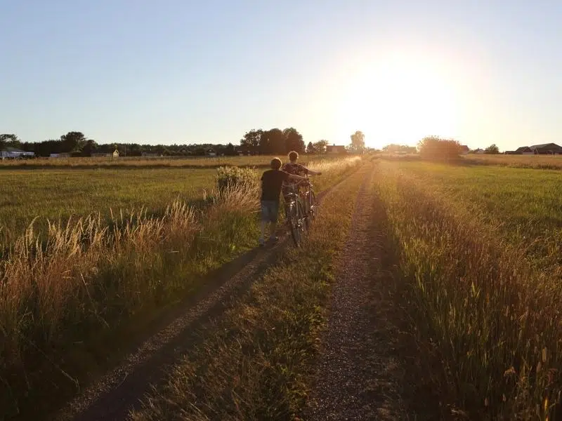 Cycling through field at sunset in the Norfolk Broads 