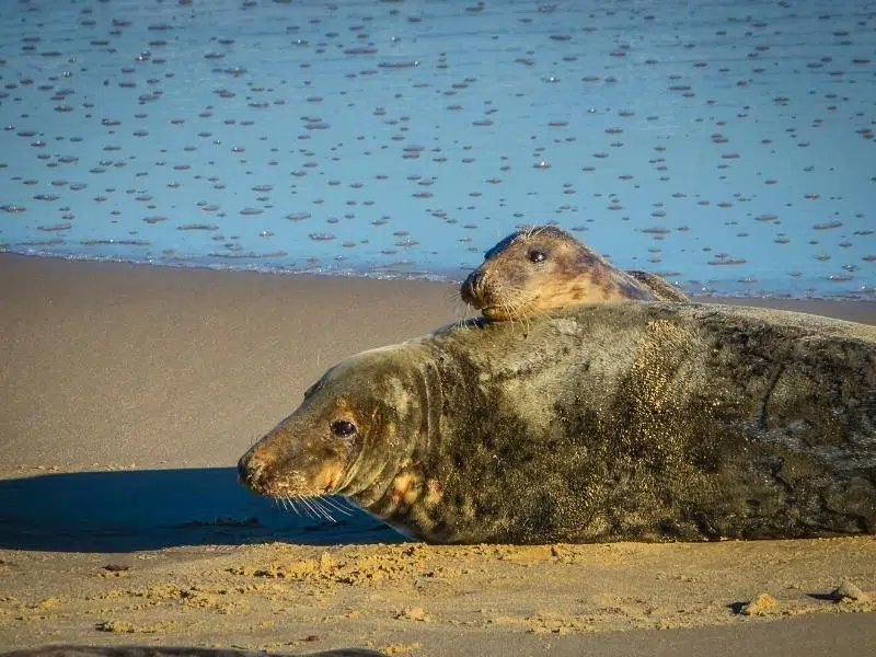 Seal mum and pup on Winterton beach as the tide receeds