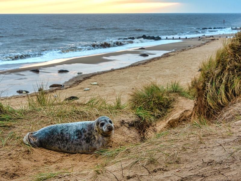 is horsey beach dog friendly