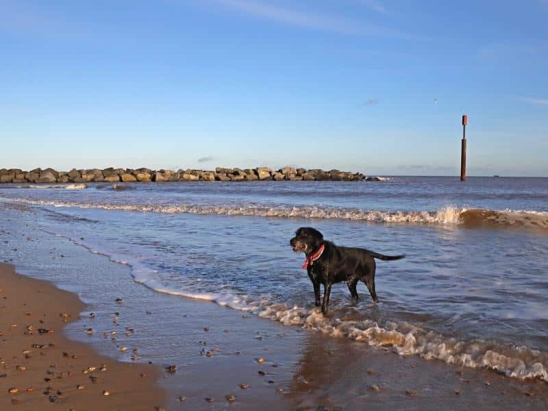 is horsey beach dog friendly