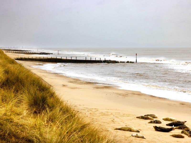 can you take dogs to horsey beach