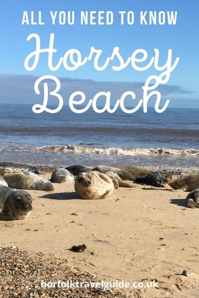 can you take dogs to horsey beach