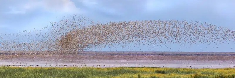 The whirling wader spectacle at Snettisham Beach